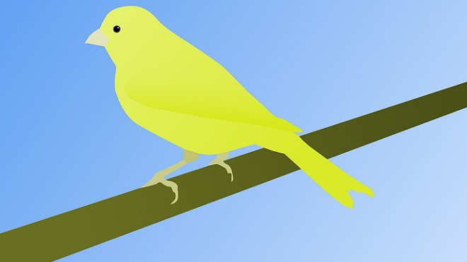 The Canary